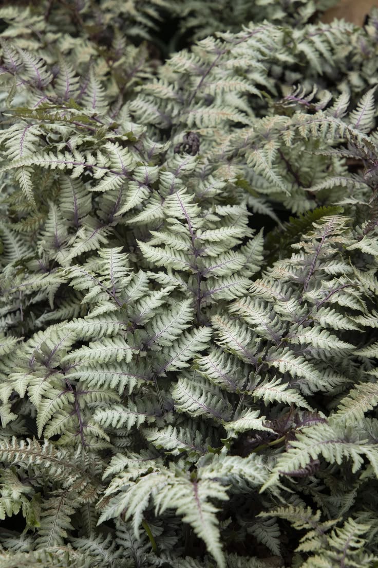 Papartis ‘Burgundy Lace’