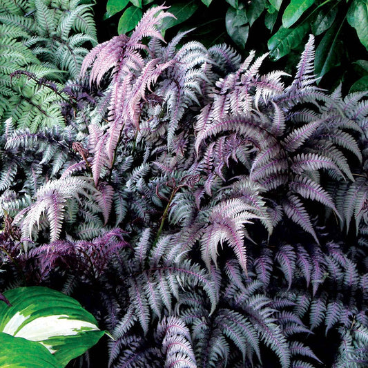 Papartis ‘Burgundy Lace’
