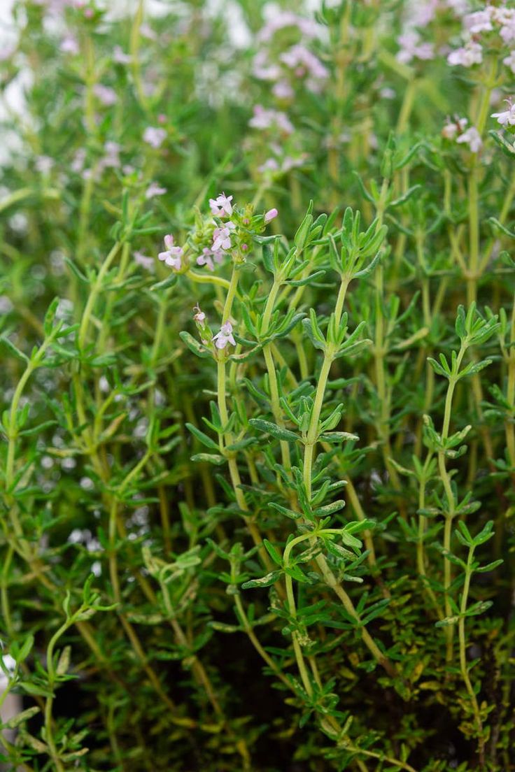 Paprastasis čiobrelis