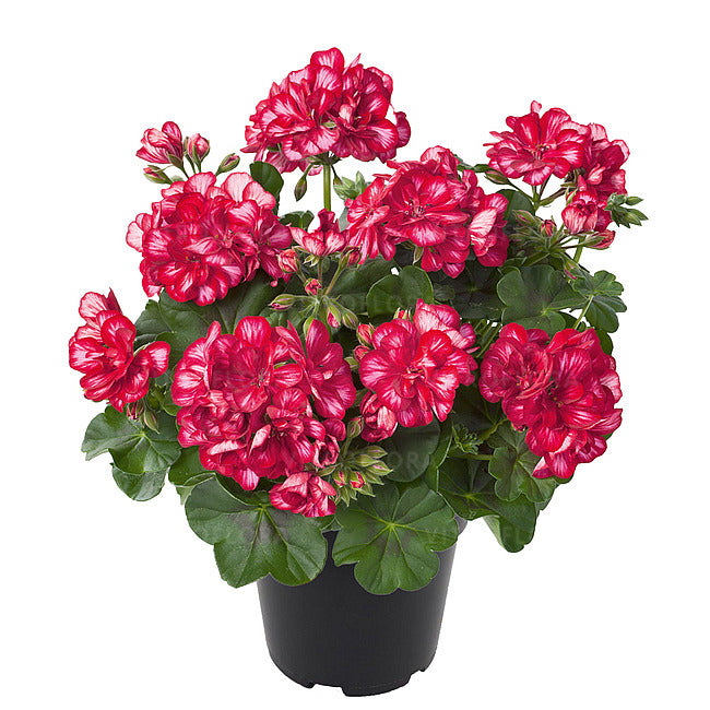 Svyranti Pelargonija raudona su baltu