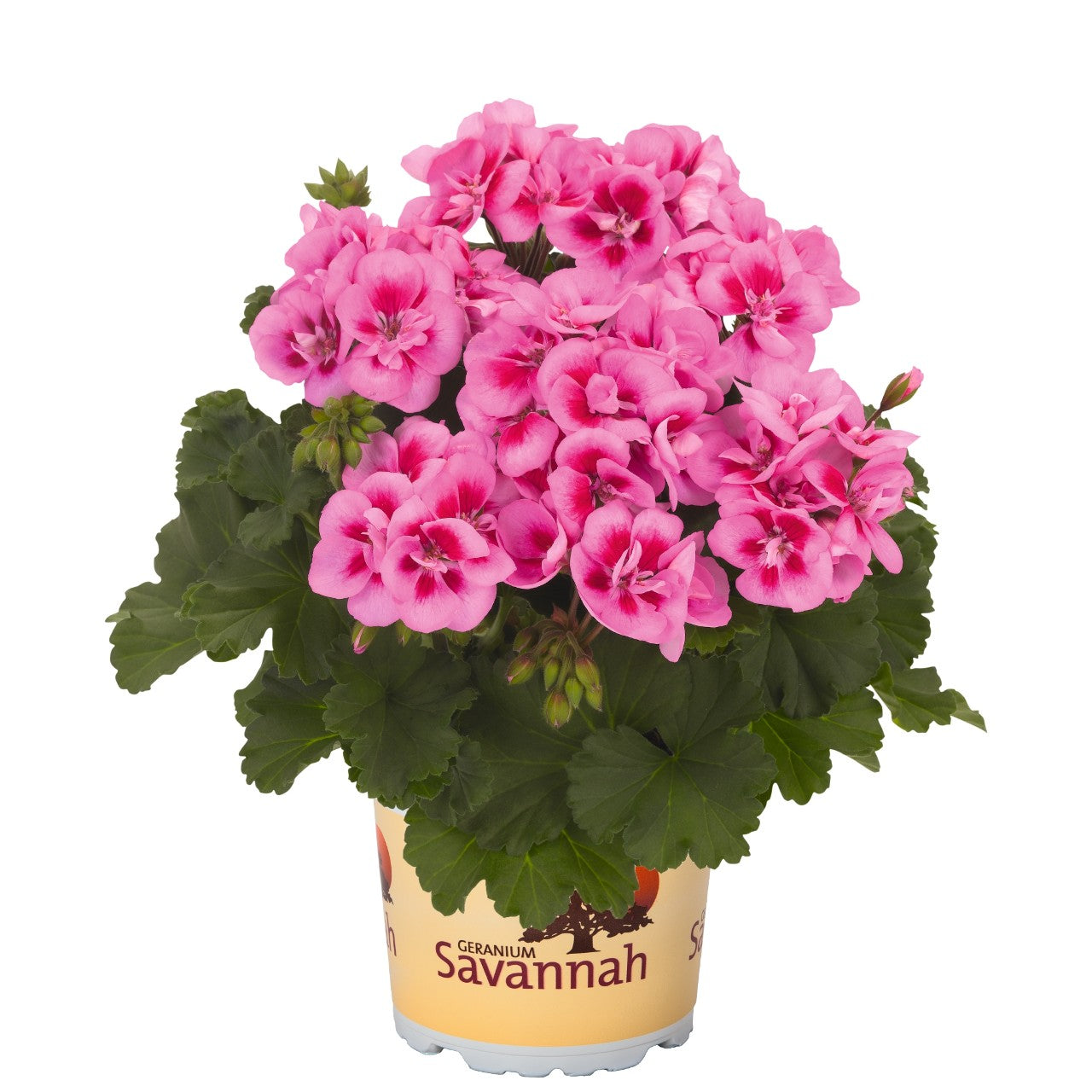 Krūminė Pelargonija rožinė su tamsiu viduriu