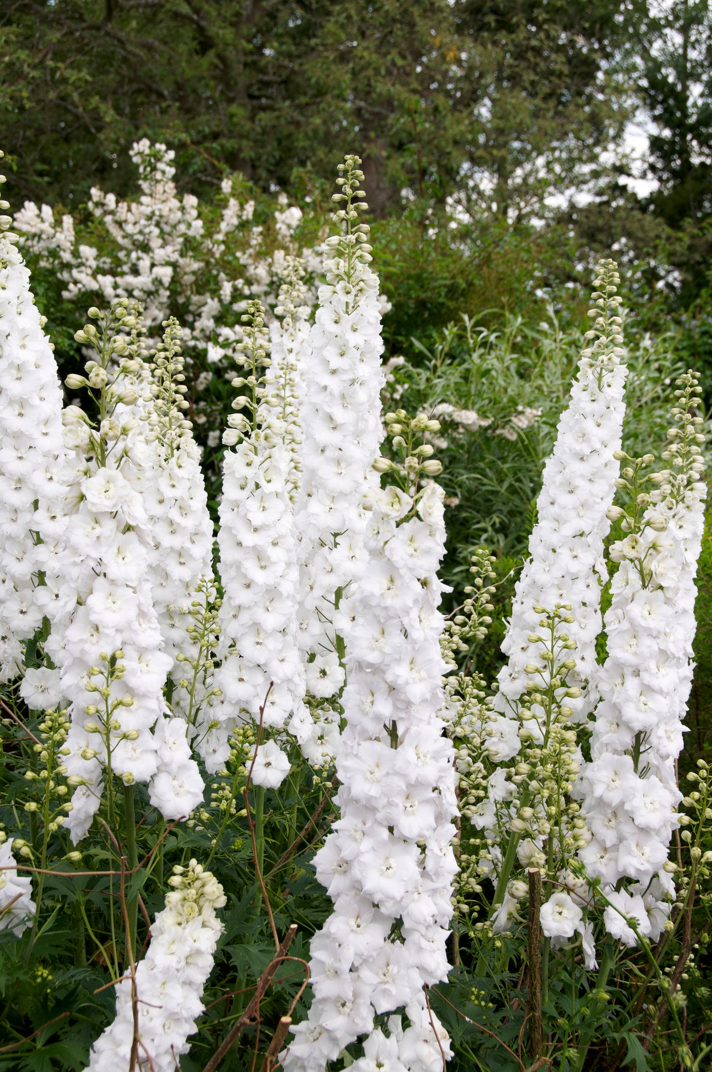 Pentinas ‘Magic Fountains Pure White’