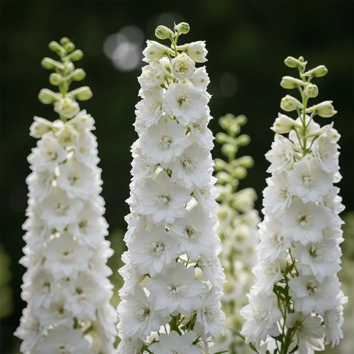 Pentinas ‘Magic Fountains Pure White’