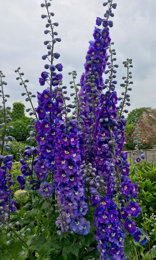 Pentinas 'Pacific Dark Blue'