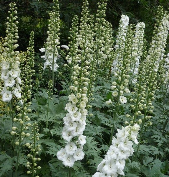 Pentinas ‘Pacific Galahad’