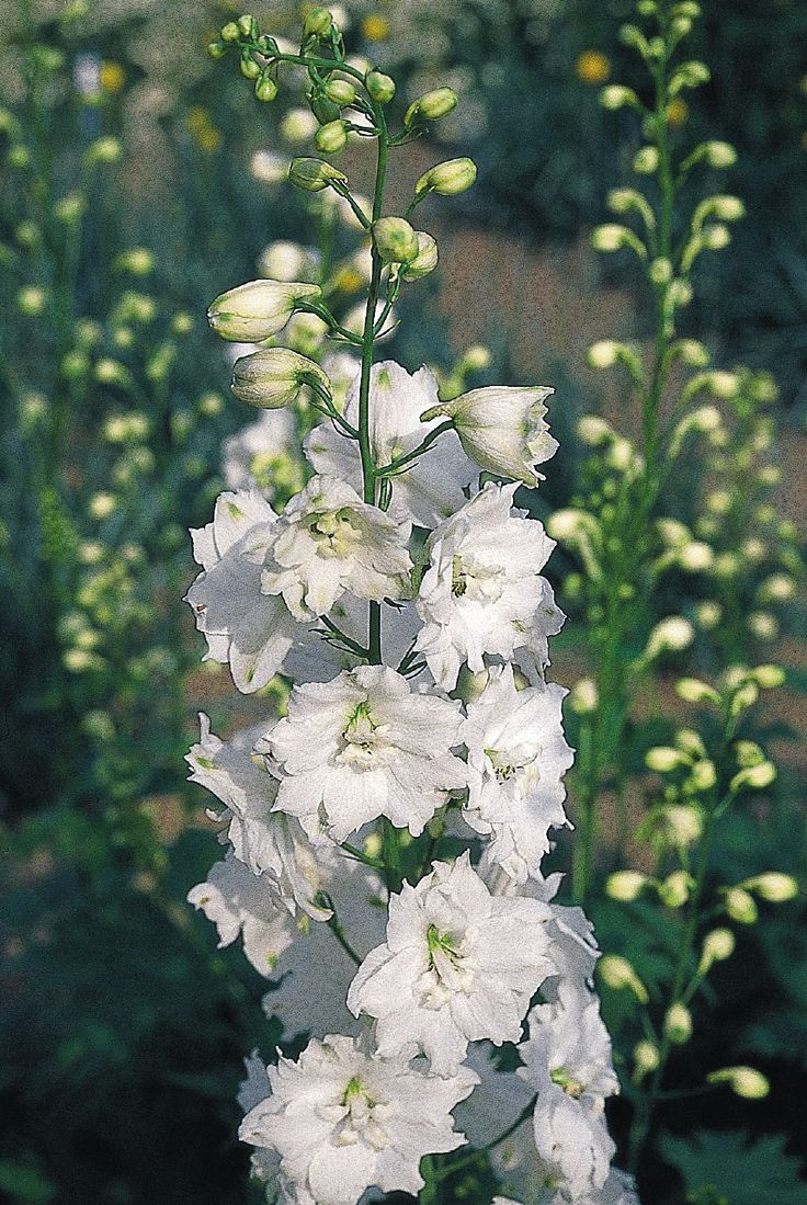 Pentinas ‘Pacific Galahad’