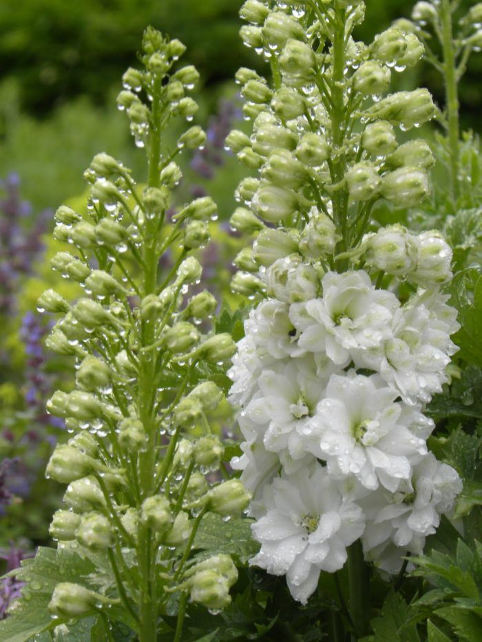 Pentinas ‘Pacific Galahad’