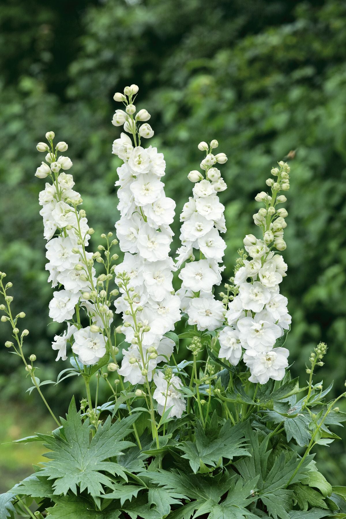 Pentinas ‘Pacific Galahad’