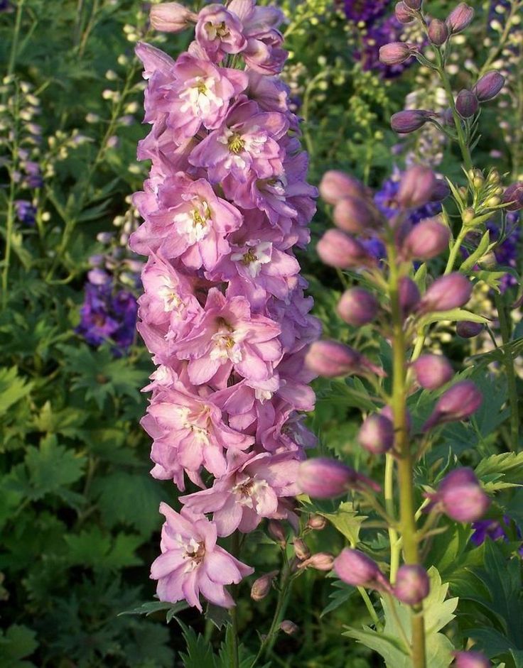 Pentinas ‘Pacific Giant Astolat’