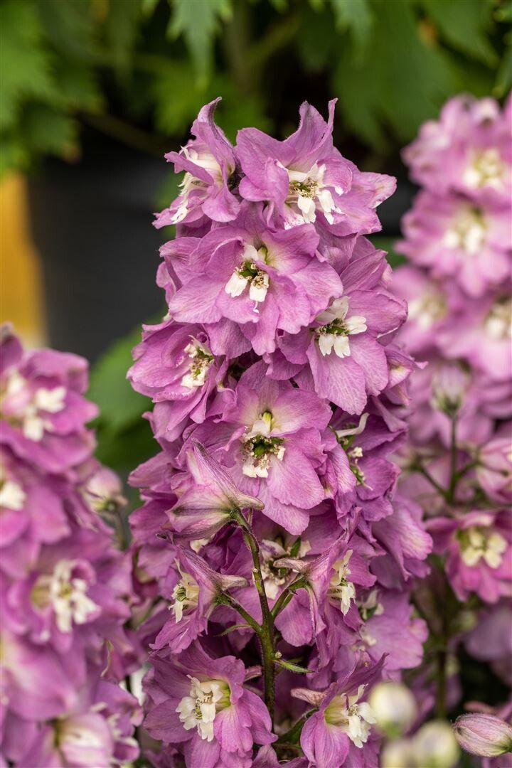 Pentinas ‘Pacific Giant Astolat’