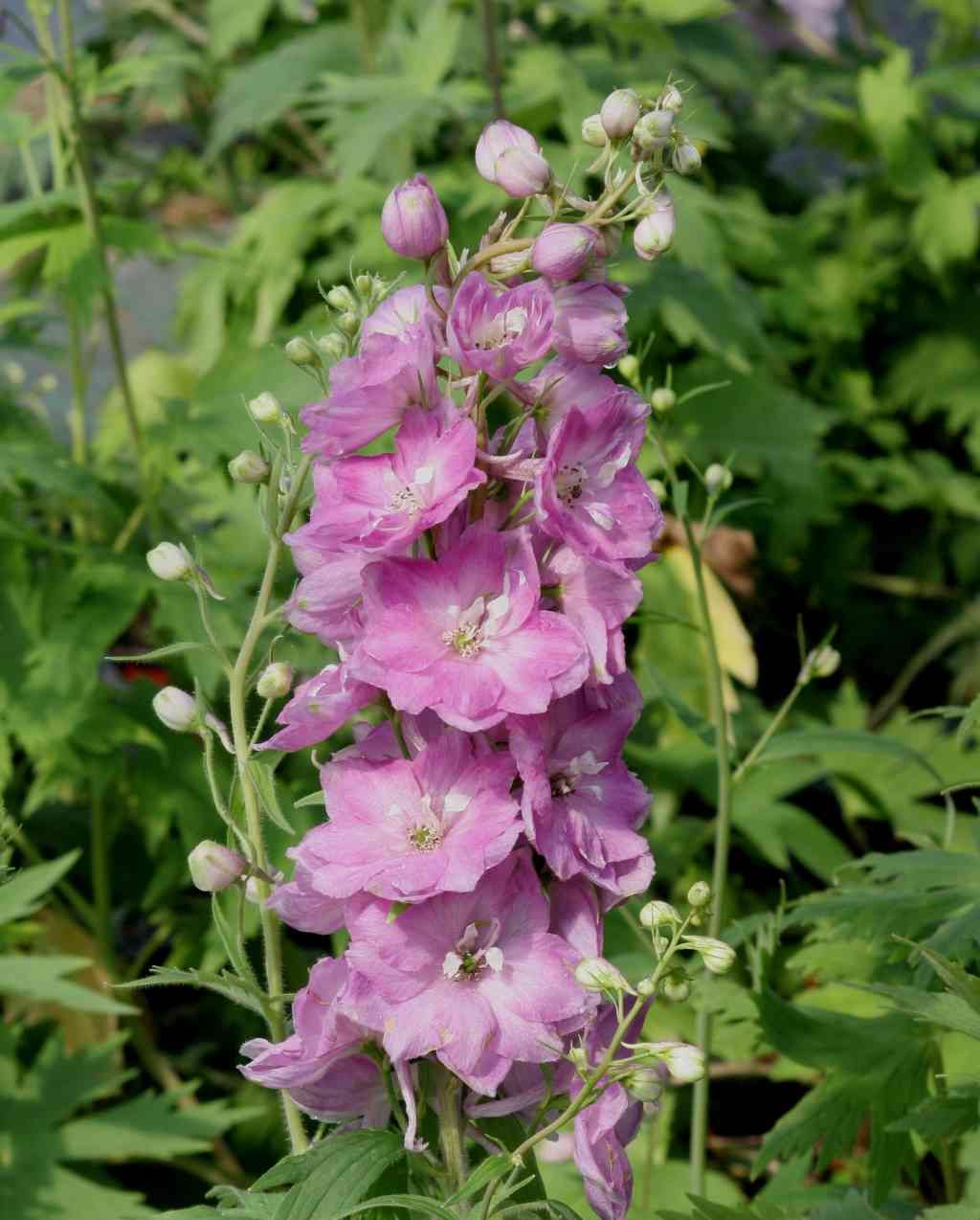 Pentinas ‘Pacific Giant Astolat’