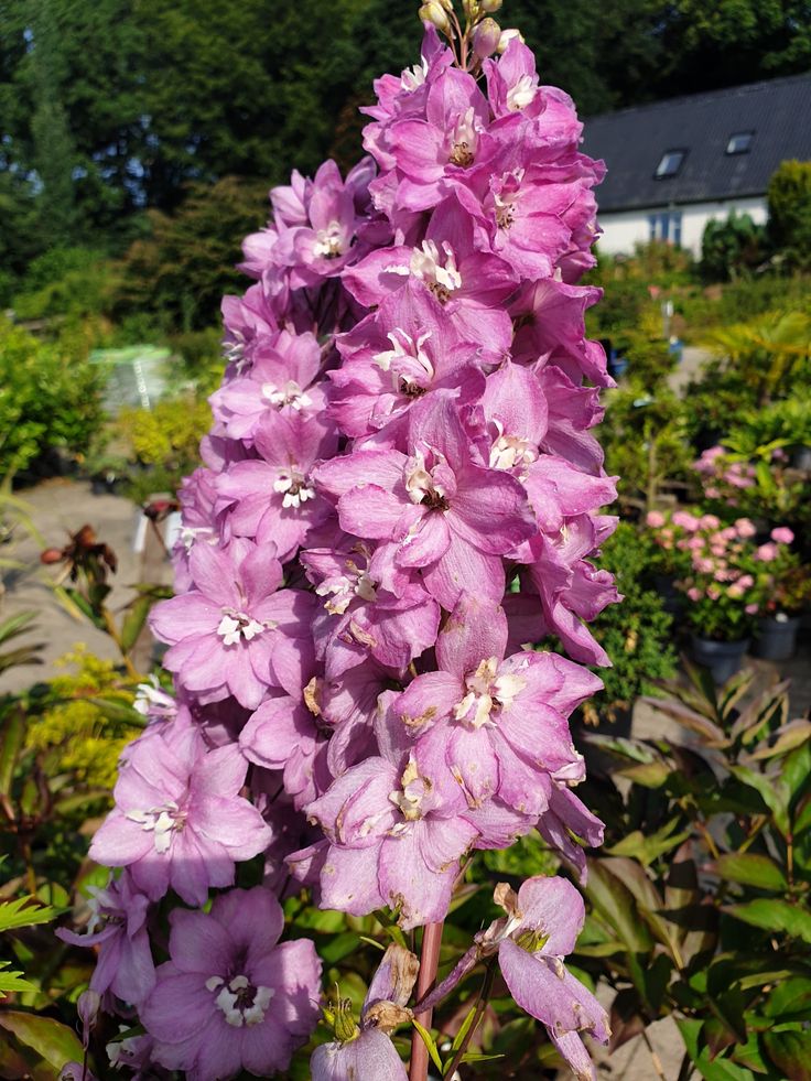 Pentinas ‘Pacific Giant Astolat’