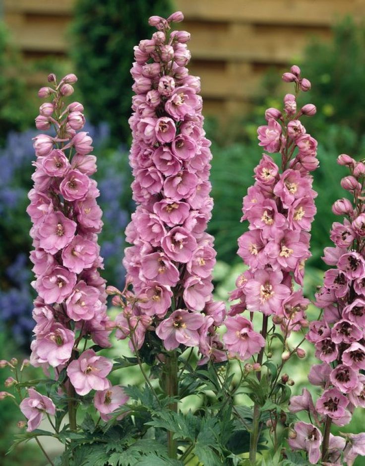 Pentinas ‘Pacific Giant Astolat’