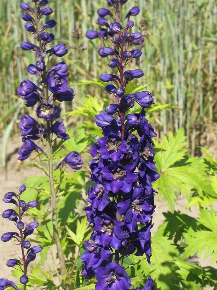 Pentinas ‘Pacific Giant Black Knight’