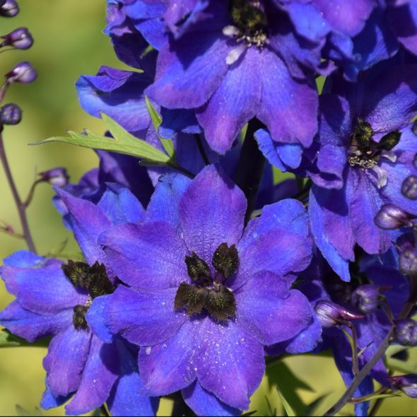Pentinas ‘Pacific Giant Black Knight’