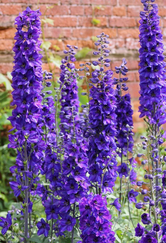 Pentinas 'Pacific Purple'