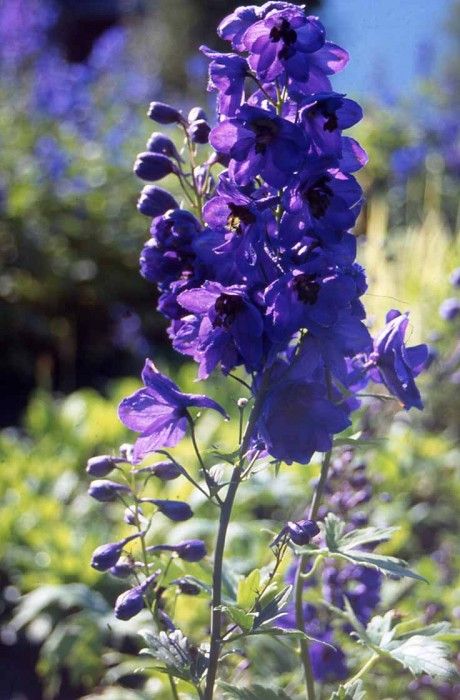 Pentinas 'Pacific Purple'