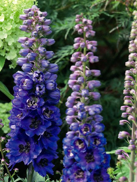Pentinas 'Pacific Purple'