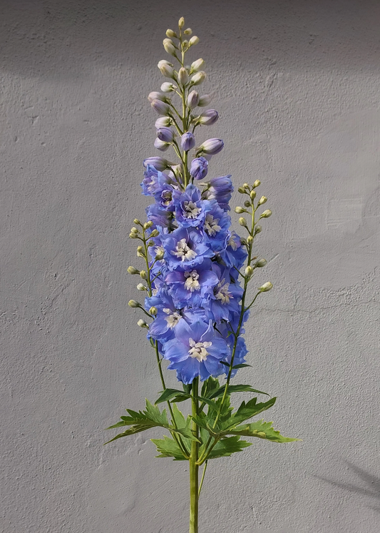Pentinas 'Sky Blue White Bee'