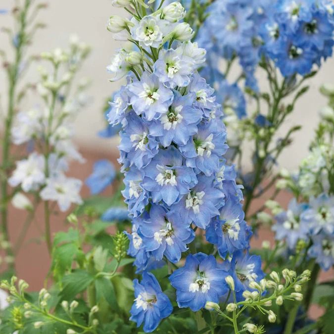 Pentinas 'Sky Blue White Bee'