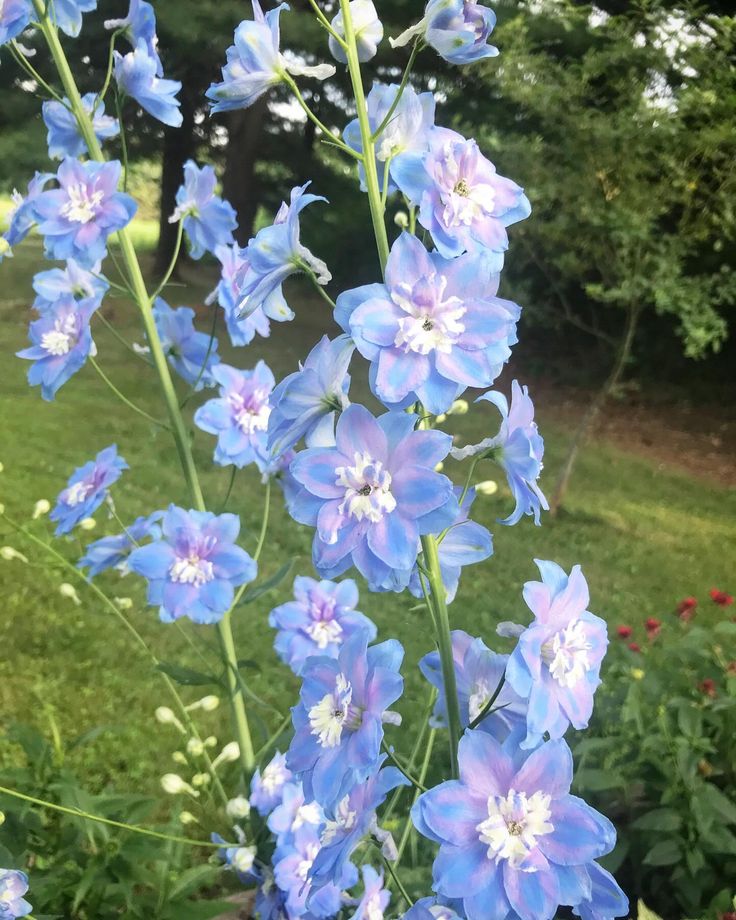 Pentinas 'Sky Blue White Bee'