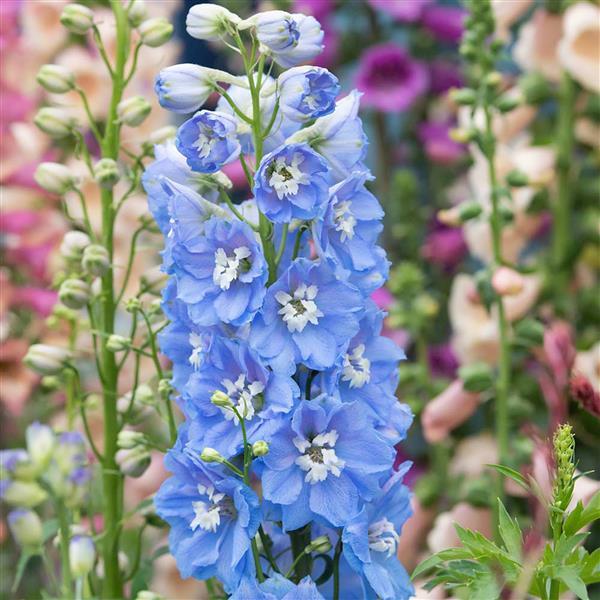 Pentinas 'Sky Blue White Bee'