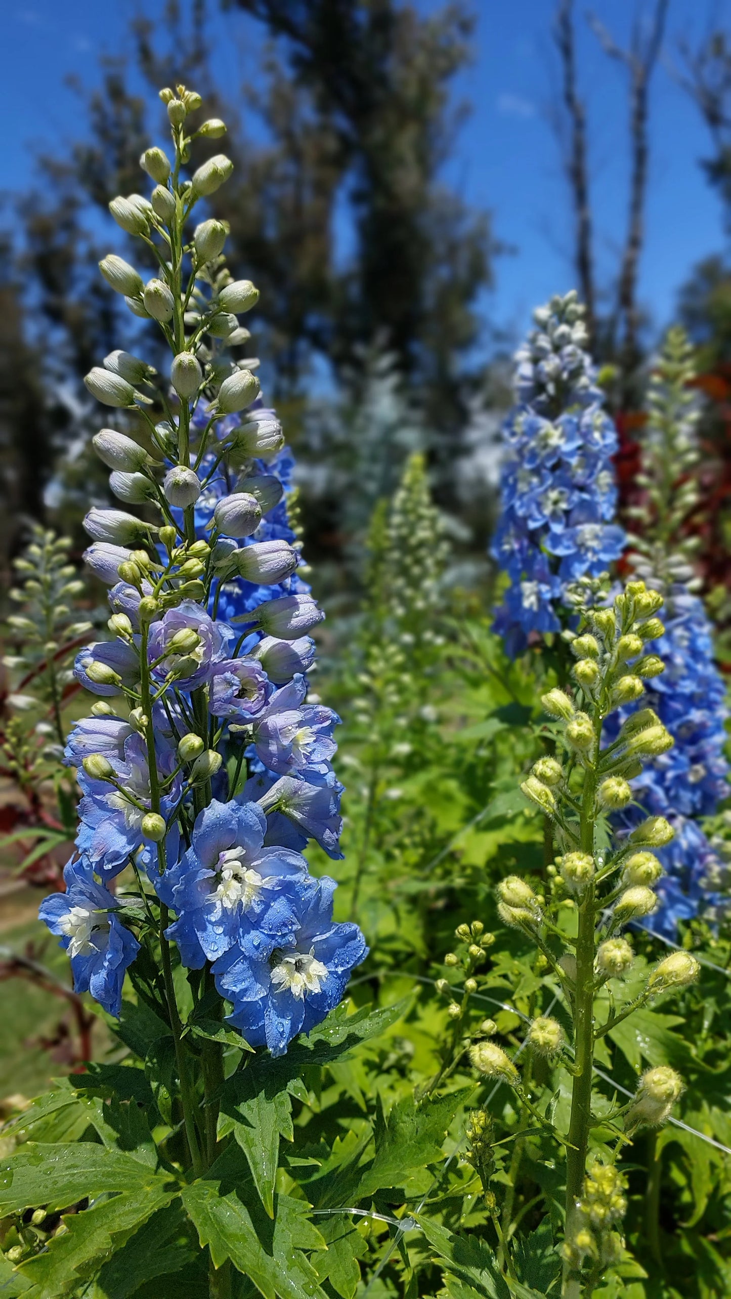 Pentinas 'Sky Blue White Bee'