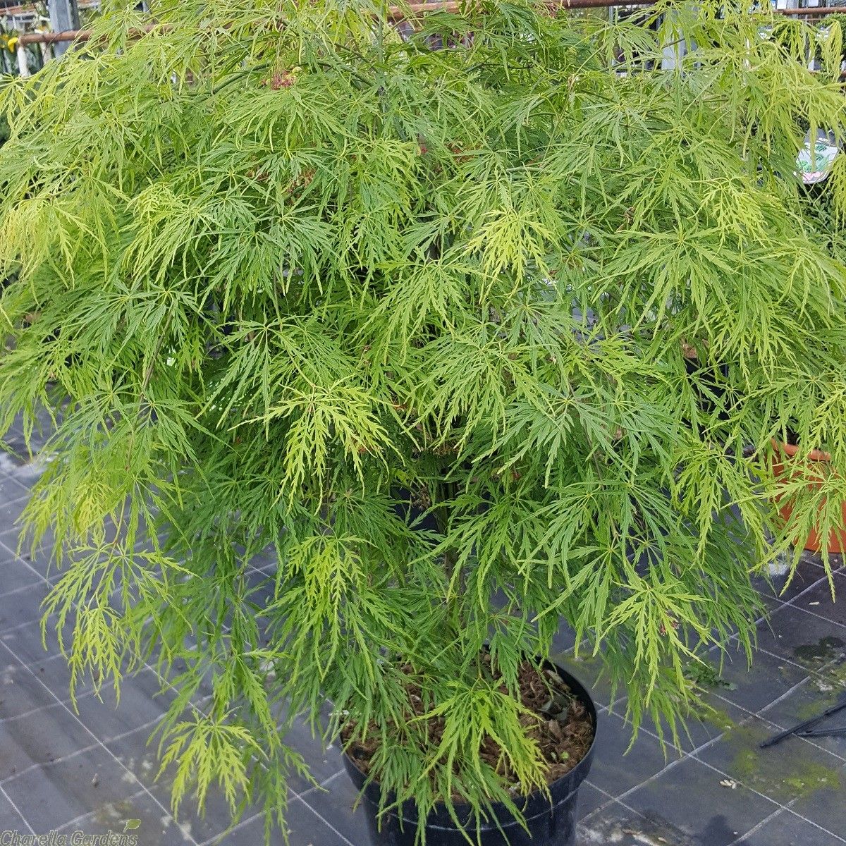 Plaštakinis klevas ‘Dissectum’
