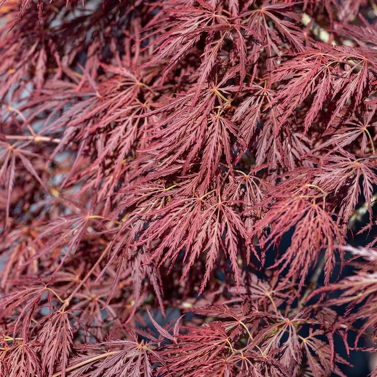 Plaštakinis klevas ‘Dissectum’