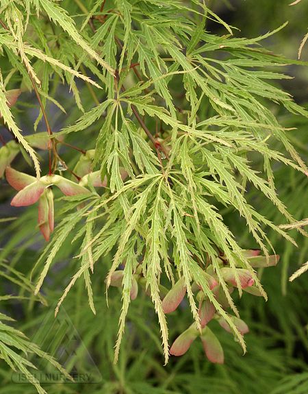 Plaštakinis klevas ‘Dissectum’