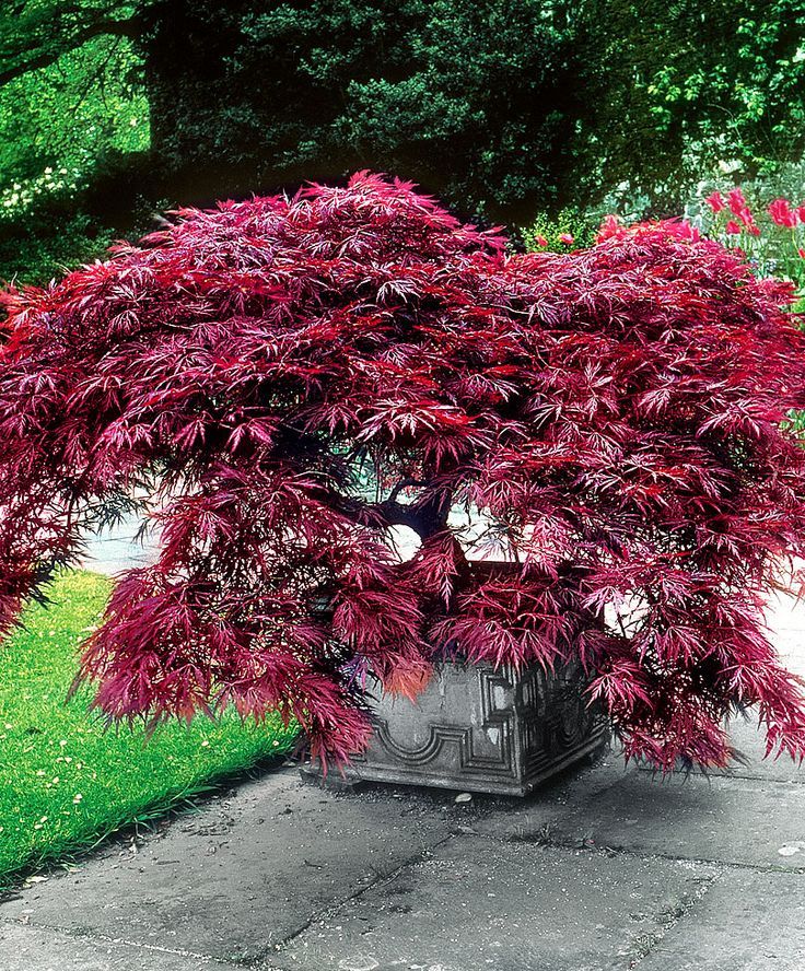 Plaštakinis klevas ‘Dissectum’