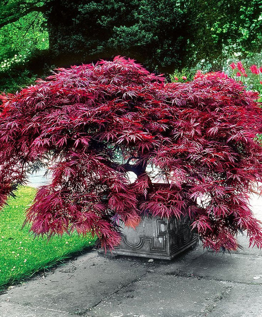 Plaštakinis klevas ‘Dissectum’