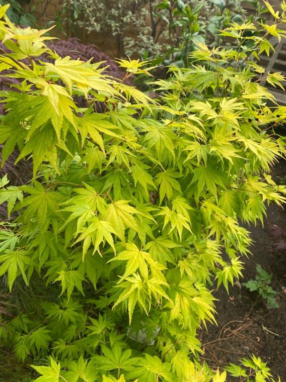 Plaštakinis klevas ‘Orange Dream’