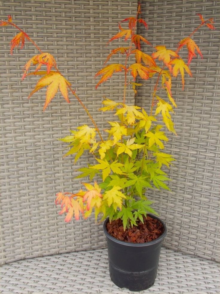 Plaštakinis klevas ‘Orange Dream’