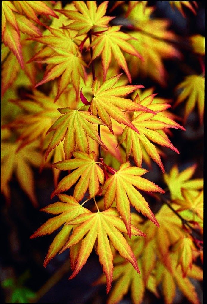Plaštakinis klevas ‘Orange Dream’