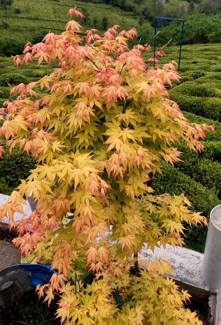 Plaštakinis klevas ‘Orange Dream’