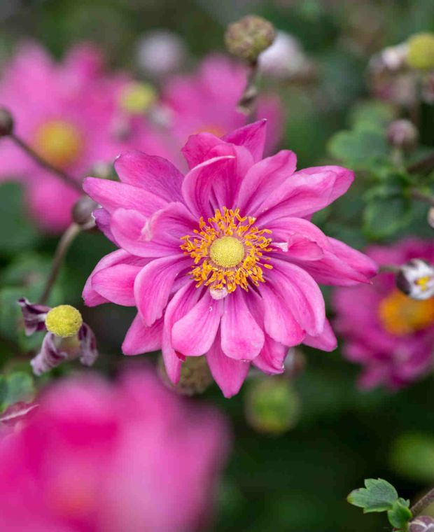 Plukė ‘Garden Breeze Rosy Red’