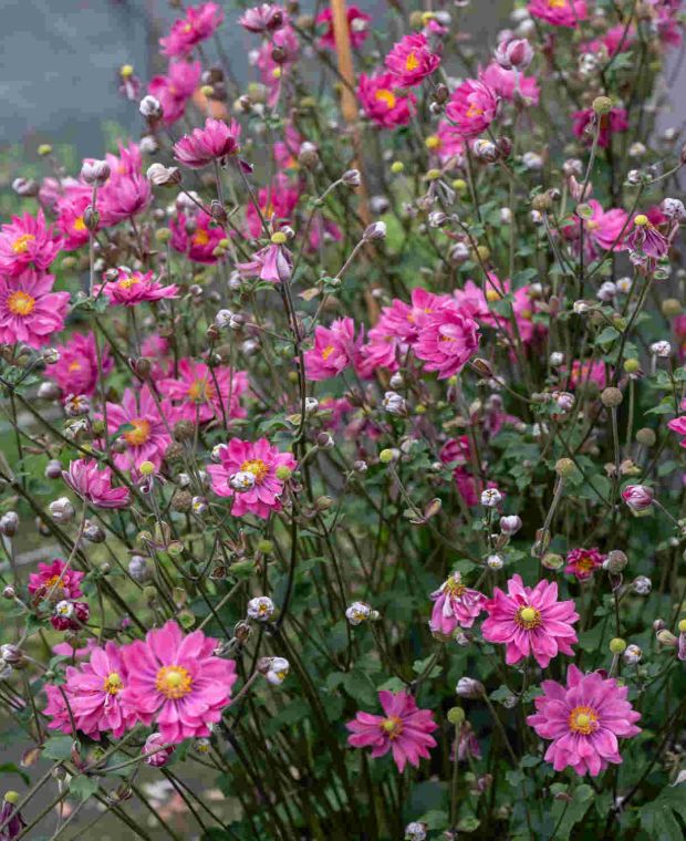 Plukė ‘Garden Breeze Rosy Red’