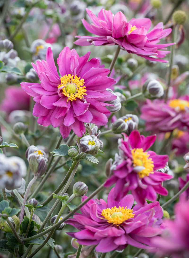 Plukė ‘Garden Breeze Rosy Red’