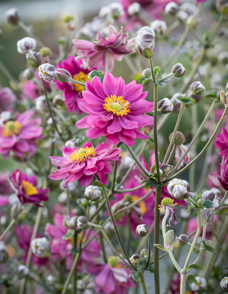 Plukė ‘Garden Breeze Rosy Red’