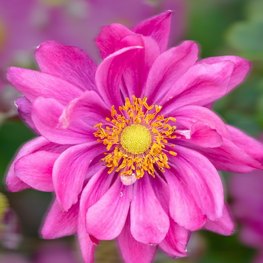 Plukė ‘Garden Breeze Rosy Red’