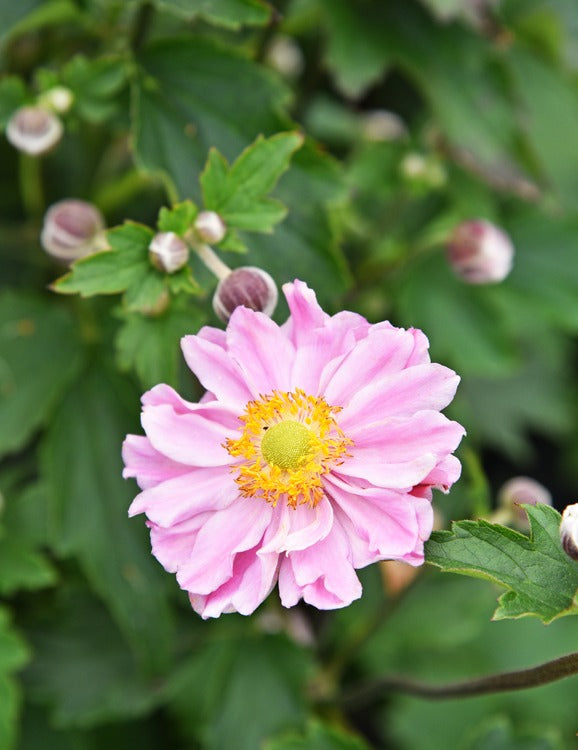 Plukė ‘Garden Breeze Whirlwind Pink’