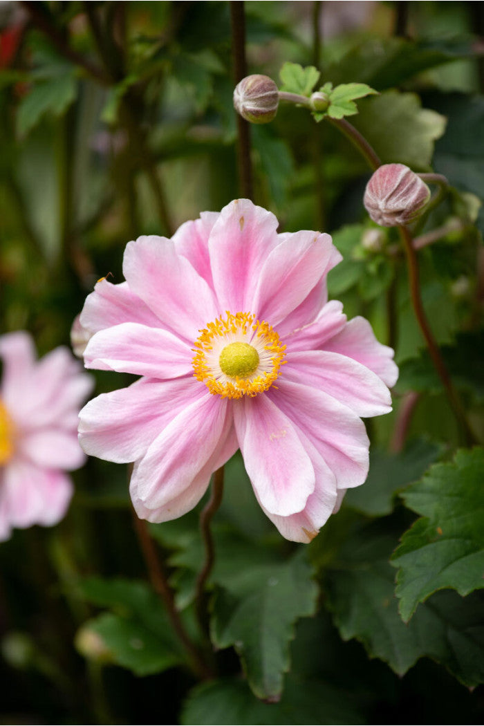 Plukė ‘Garden Breeze Whirlwind Pink’