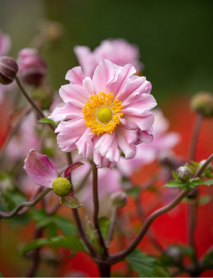 Plukė ‘Garden Breeze Whirlwind Pink’