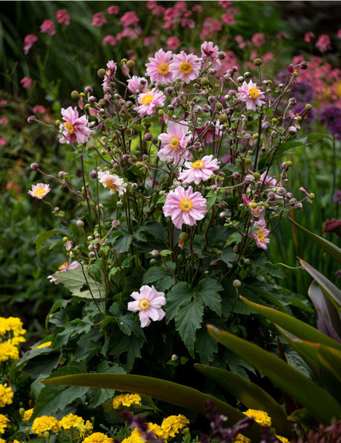 Plukė ‘Garden Breeze Whirlwind Pink’