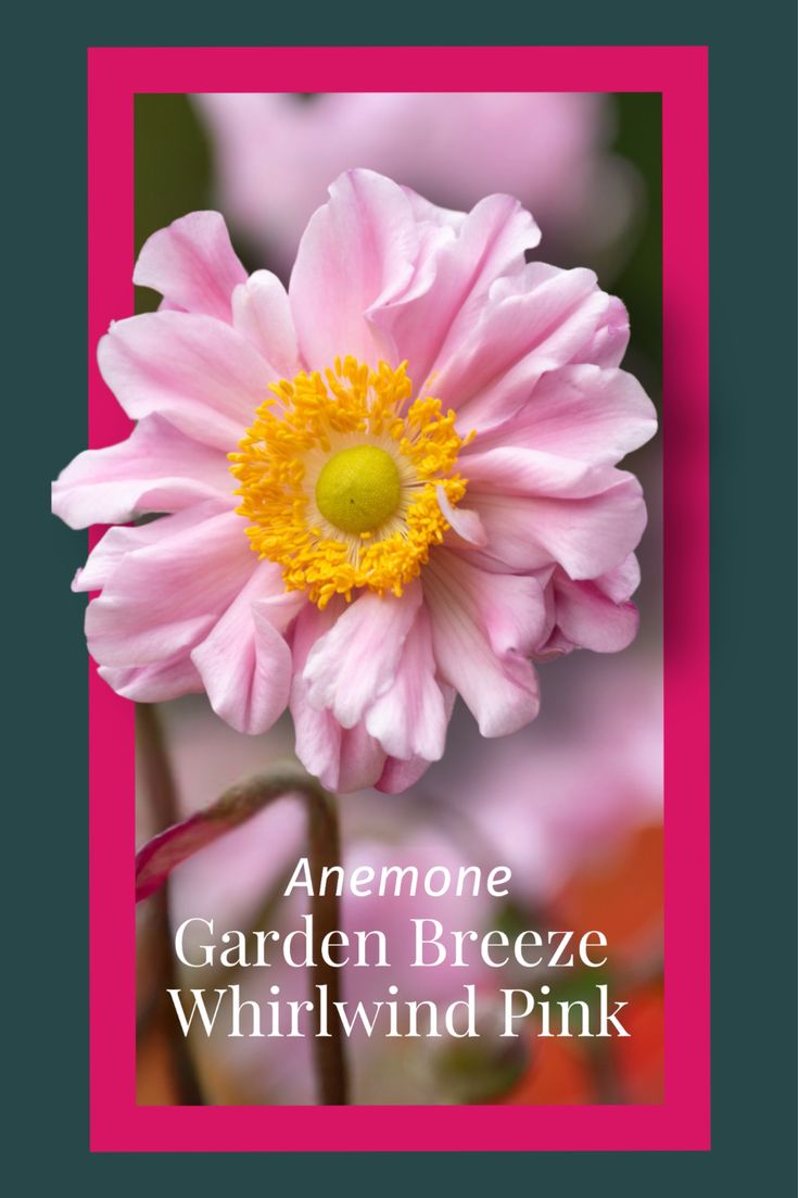 Plukė ‘Garden Breeze Whirlwind Pink’