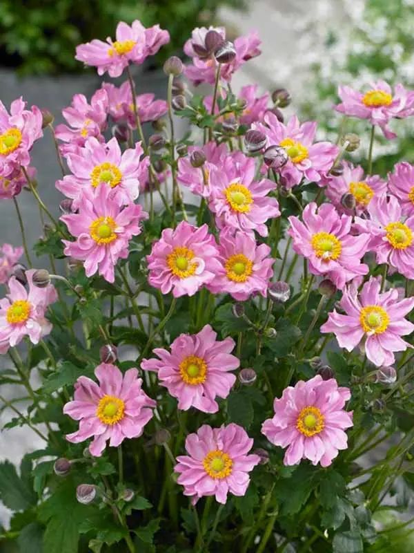 Plukė ‘Garden Breeze Whirlwind Pink’