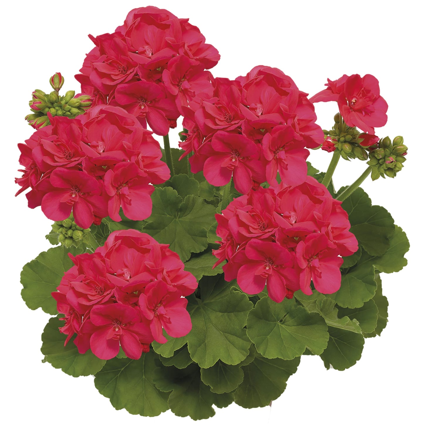 Pusiau svyranti pelargonija koralinė