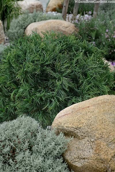 Pušis ‘Green Twist’