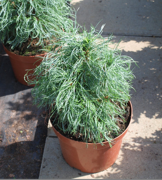 Pušis ‘Green Twist’